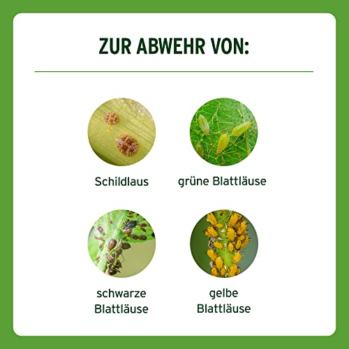 Substral Rosenspray Schädlingsfrei Careo ECO gegen Schildläuse, Weiße Fliege, Blattläuse, Spinnmilben, 1 L, 1 Liter