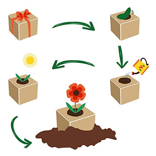 Celebrations Ecocube, Sonnenblume Bio Samen, Holzwürfel Mit Lasergravur «Für Dich Soll Immer Die Sonne Scheinen», Nachhaltige Geschenkidee, Anzuchtset, Made in Austria, Green
