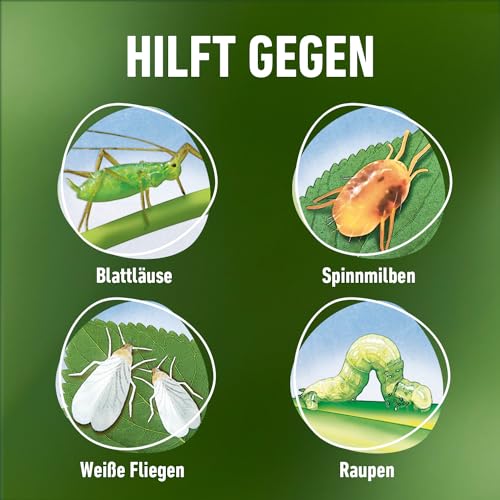 COMPO Schädlings-frei plus AF - Spray gegen Blattläuse, Schildläuse, Wollläuse, Buchsbaumzünsler & Co. - für Zierpflanzen und Kernobst - 500 ml - anwendungsfertiges Insektizid