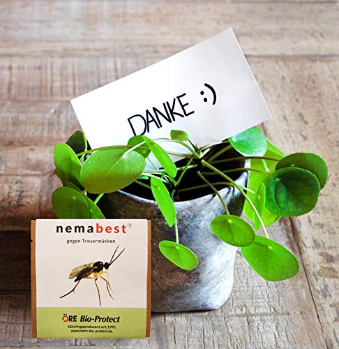 nemabest® SF Nematoden 6 Mio. (60 Pflanzen/12m²) gegen Trauermücken