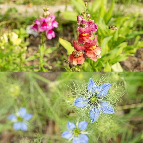 OwnGrown Blumensamen-Set - 8 Historische Blumen Samen Sorten - Mohnsamen, Akelei, Rittersporn, Glockenblumen, Strohblumen, Löwenmäulchen Pflanzenliebhaber und Blumenfreunde