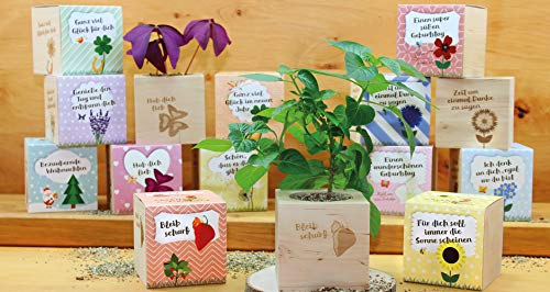 Celebrations Ecocube, Sonnenblume Bio Samen, Holzwürfel Mit Lasergravur «Für Dich Soll Immer Die Sonne Scheinen», Nachhaltige Geschenkidee, Anzuchtset, Made in Austria, Green