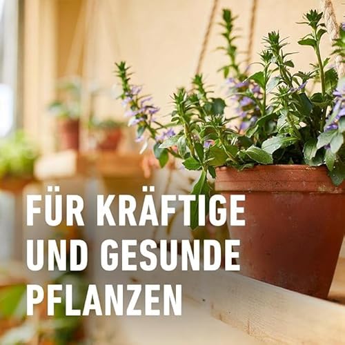 COMPO Mediterraner Pflanzendünger – Spezial-Flüssigdünger für mediterrane Pflanzen – 500 ml