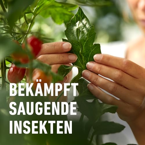 COMPO Schädlings-frei plus AF - Spray gegen Blattläuse, Schildläuse, Wollläuse, Buchsbaumzünsler & Co. - für Zierpflanzen und Kernobst - 500 ml - anwendungsfertiges Insektizid