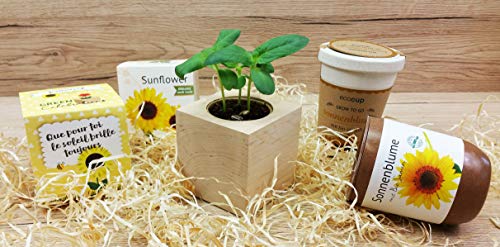 Celebrations Ecocube, Sonnenblume Bio Samen, Holzwürfel Mit Lasergravur «Für Dich Soll Immer Die Sonne Scheinen», Nachhaltige Geschenkidee, Anzuchtset, Made in Austria, Green