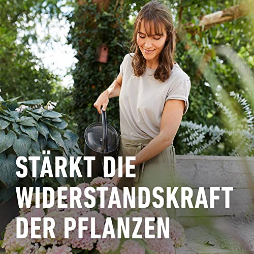 COMPO Hortensien- und Kameliendünger für alle Moorbeetpflanzen, Spezial-Flüssig-Dünger mit extra Eisen, 1 Liter, Hortensiendünger
