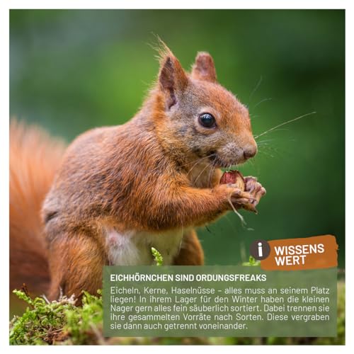 wildtier liebe Eichhörnchenfutter 2kg für Eichhörnchen & Streifenhörnchen I Ganzjahres-Futter Eichhörnchen,Streifenhörnchen Futter