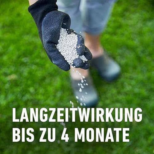 COMPO Rasendünger mit Langzeitwirkung - Keine Chance für Moos und Unkraut – 1,5 kg für 60 m² - COMPO Rasen Langzeit-Dünger Perfect