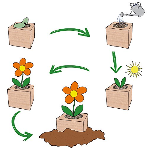 Feel Green 296251 Ecocube Schokoladenblume, Blüten Duften Nach Schokolade, Nachhaltige Geschenkidee (100% Eco Friendly), Grow Your Own/Anzuchtset, Pflanzen Im Holzwürfel, Made in Austria