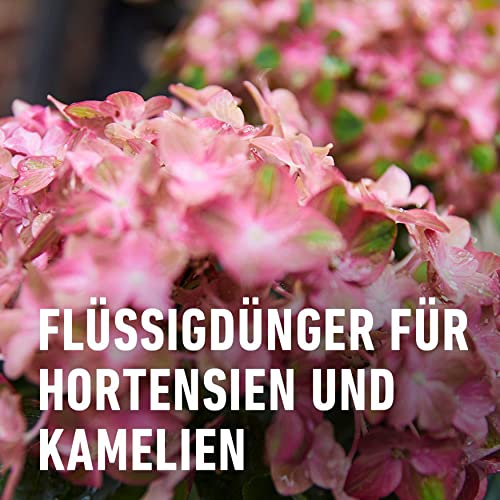 COMPO Hortensien- und Kameliendünger für alle Moorbeetpflanzen, Spezial-Flüssig-Dünger mit extra Eisen, 1 Liter, Hortensiendünger