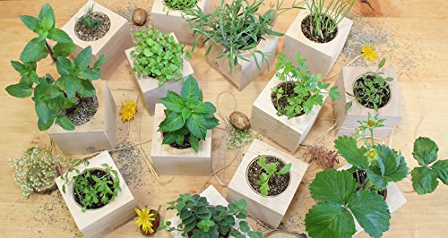 Feel Green 296251 Ecocube Schokoladenblume, Blüten Duften Nach Schokolade, Nachhaltige Geschenkidee (100% Eco Friendly), Grow Your Own/Anzuchtset, Pflanzen Im Holzwürfel, Made in Austria