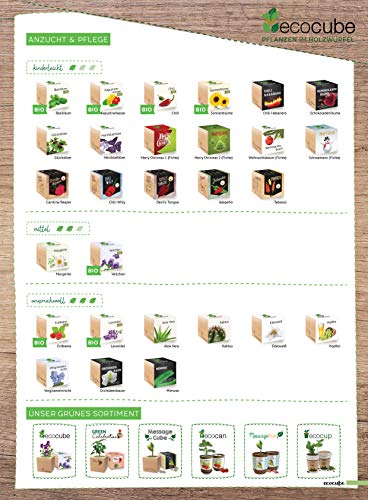 Feel Green 296251 Ecocube Schokoladenblume, Blüten Duften Nach Schokolade, Nachhaltige Geschenkidee (100% Eco Friendly), Grow Your Own/Anzuchtset, Pflanzen Im Holzwürfel, Made in Austria