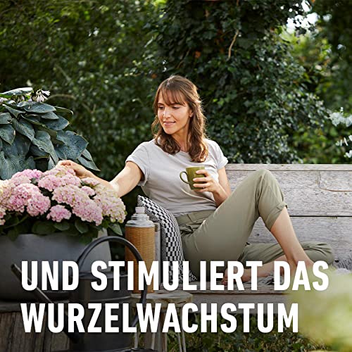 COMPO Hortensien- und Kameliendünger für alle Moorbeetpflanzen, Spezial-Flüssig-Dünger mit extra Eisen, 1 Liter, Hortensiendünger