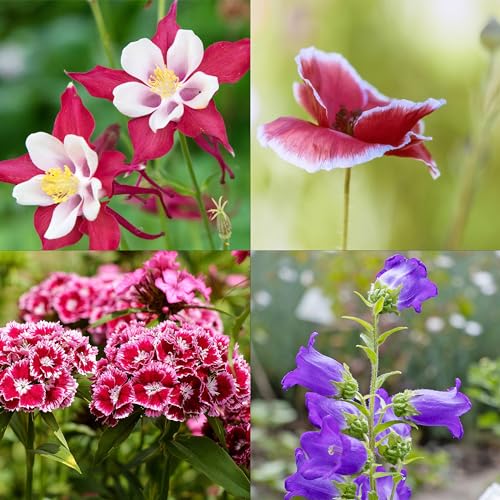 OwnGrown Blumensamen-Set - 8 Historische Blumen Samen Sorten - Mohnsamen, Akelei, Rittersporn, Glockenblumen, Strohblumen, Löwenmäulchen Pflanzenliebhaber und Blumenfreunde