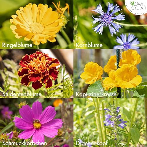 Essbare Blumen Samen Set : Delikatess Blüten Blumensamen Set mit 6 Sorten Blumen Saatgut – Essbare Blüten Samen – Essbare Blumen für Torte – Essbare Blüten Tortendeko – Blumen Essbar von OwnGrown