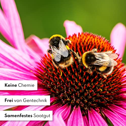 Blumen Samen Set - 10 bunte Blumensamen Sorten für den Garten oder Balkon, die Bienenweide und Wildblumenwiese - Blumenwiese Samen - bunte Wildblumensamen Mischung