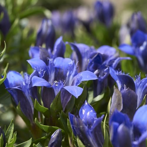 WELEDA Bio Festigende Nachtpflege Blauer Enzian & Edelweiß - Naturkosmetik Anti Aging Gesichtscreme/Feuchtigkeitscreme mindert Falten/Pigmentflecken & aktiviert die Zellerneuerung (vegan, 40ml)