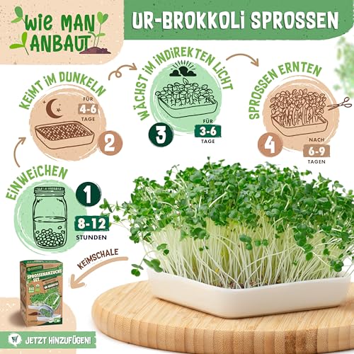 ZenGreens® - Bio Ur-Brokkoli Sprossen Samen - Wähle zwischen 10g, 200g und 500g - Brokkolisprossen mit hohem Sulforaphan-Gehalt - Stengelkohl Samen - Brokkolisamen - Keimrate von über 97%