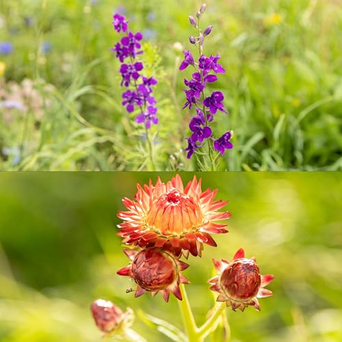 OwnGrown Blumensamen-Set - 8 Historische Blumen Samen Sorten - Mohnsamen, Akelei, Rittersporn, Glockenblumen, Strohblumen, Löwenmäulchen Pflanzenliebhaber und Blumenfreunde