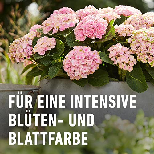 COMPO Hortensien- und Kameliendünger für alle Moorbeetpflanzen, Spezial-Flüssig-Dünger mit extra Eisen, 1 Liter, Hortensiendünger
