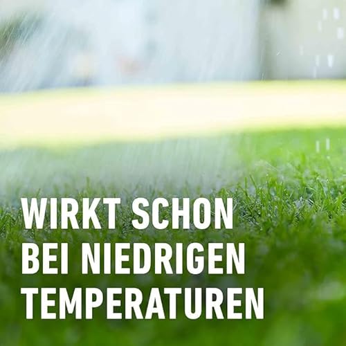 COMPO Rasendünger mit Langzeitwirkung - Keine Chance für Moos und Unkraut – 1,5 kg für 60 m² - COMPO Rasen Langzeit-Dünger Perfect