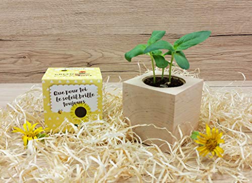 Celebrations Ecocube, Sonnenblume Bio Samen, Holzwürfel Mit Lasergravur «Für Dich Soll Immer Die Sonne Scheinen», Nachhaltige Geschenkidee, Anzuchtset, Made in Austria, Green