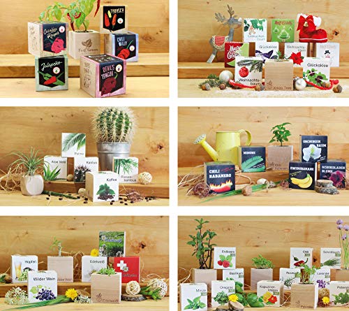Feel Green 296251 Ecocube Schokoladenblume, Blüten Duften Nach Schokolade, Nachhaltige Geschenkidee (100% Eco Friendly), Grow Your Own/Anzuchtset, Pflanzen Im Holzwürfel, Made in Austria