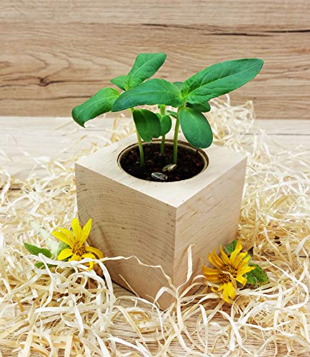 Celebrations Ecocube, Sonnenblume Bio Samen, Holzwürfel Mit Lasergravur «Für Dich Soll Immer Die Sonne Scheinen», Nachhaltige Geschenkidee, Anzuchtset, Made in Austria, Green