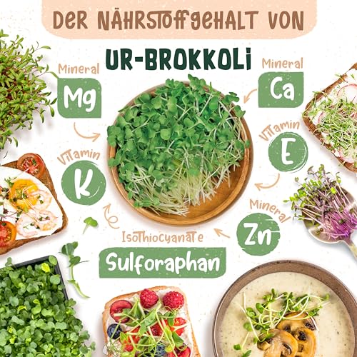 ZenGreens® - Bio Ur-Brokkoli Sprossen Samen - Wähle zwischen 10g, 200g und 500g - Brokkolisprossen mit hohem Sulforaphan-Gehalt - Stengelkohl Samen - Brokkolisamen - Keimrate von über 97%