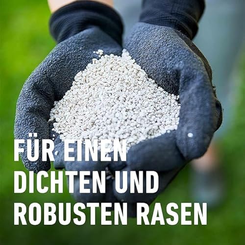 COMPO Rasendünger mit Langzeitwirkung - Keine Chance für Moos und Unkraut – 1,5 kg für 60 m² - COMPO Rasen Langzeit-Dünger Perfect